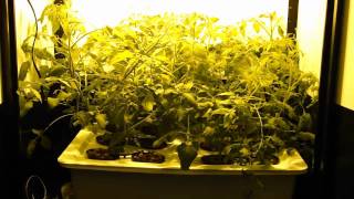 Grow Box Yields Biggest "Trinity" Hydroponic Grow Box Fully Automated 3 chamber Grow Cabinet Award Winner, harvests yields every single month!