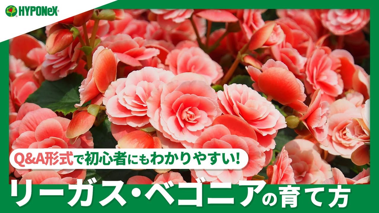 168 リーガース ベゴニアの育て方 きれいな花をさかせるにはどうすればいいの 水やりや肥料 冬越えの方法もご紹介 Plantiaq A 植物の情報 育て方をq A形式でご紹介 Youtube