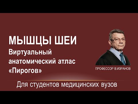 Мышцы шеи. Виртуальный анатомический атлас "Пирогов"