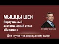 Мышцы шеи. Виртуальный анатомический атлас "Пирогов"