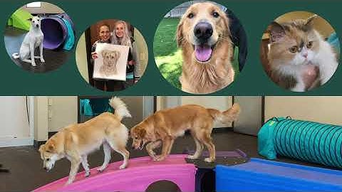 2020 AAHA-Accredited Practice of the Year finalist: Loyal Companions Animal Hospital