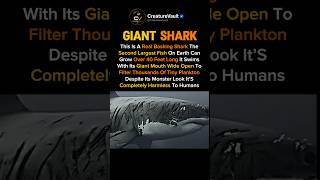 The ocean’s gentle giant 😳 Basking Shark facts that look straight out of a monster movie 🦈