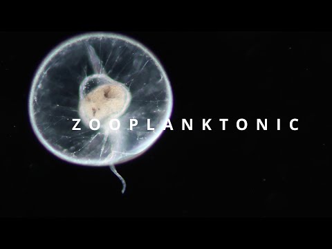 ZOOPLANKTONIC - plankton diversity