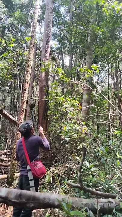 pikat cucak ijo di Kalimantan barat dapat bodi jumbo#shorts