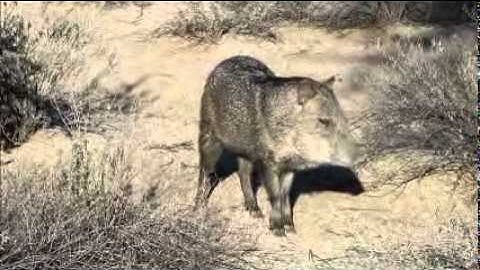 Proud to be Javelinas.wmv