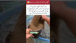 Feeding Thousands of Fish at a High-Tech Fish Farm! #Shorts #Fish