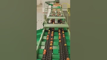 Fruit Sorting Machine #automation #FMCG #foodprocessing #equipment #artificialintelligence #shorts