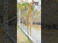 遠征暨南大學｜黃花風鈴木｜Yellow Poui｜Golden Trumpet Tree｜南投埔里
