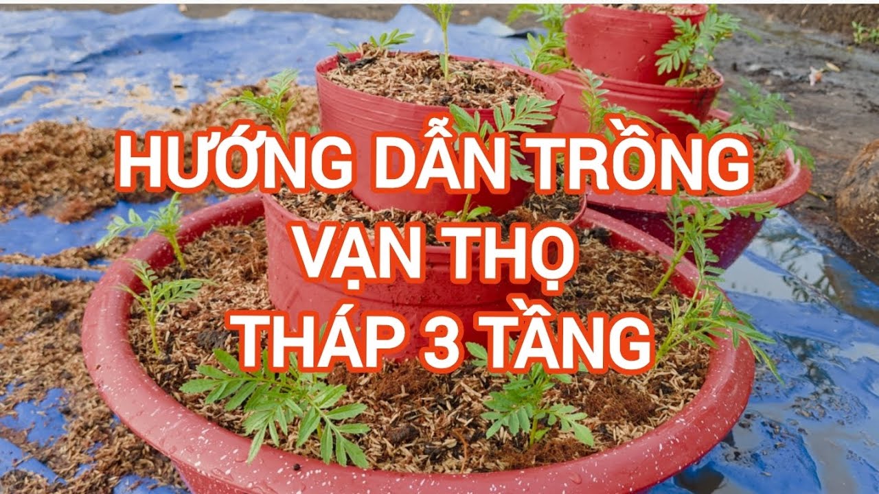 Hướng Dẫn cách trồng vạn thọ tháp 3 tầng 2026 từ a đến z 