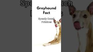 Great Greyhound Dog Breed Facts #shorts #pets
