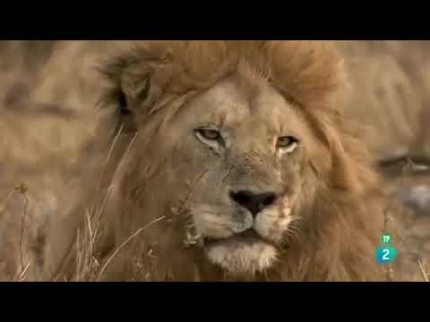 leones cazando en la sabana mejor documental 2021 los más fuertes dominan las manadas