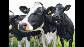 There are proposals to cull 200,000 cattle in Ireland by 2025.