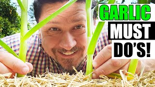 Spring Garlic Maintenance Must Do