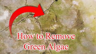 How to Remove Green Algae from Cement Floor
