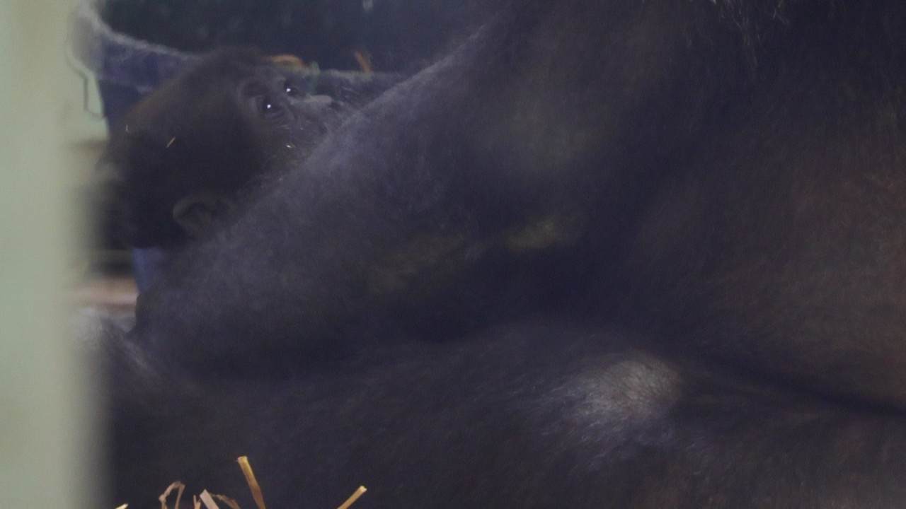 赤ちゃんの変化に合わせて…ゲンキママの抱き方｜京都市動物園｜撮影日2026.2.19｜【きょうのゴリラ】