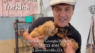 🐾 All Small Dog Breed Puppies Available at Sugar Sweet Georgia Puppies! 🐾