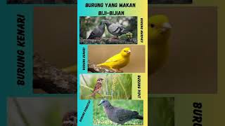 Download Lagu burung makan biji-bijian#shorts MP3
