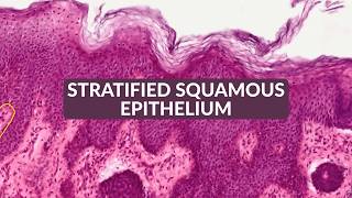 Histology Made Easy: Stratified Squamous Epithelium
