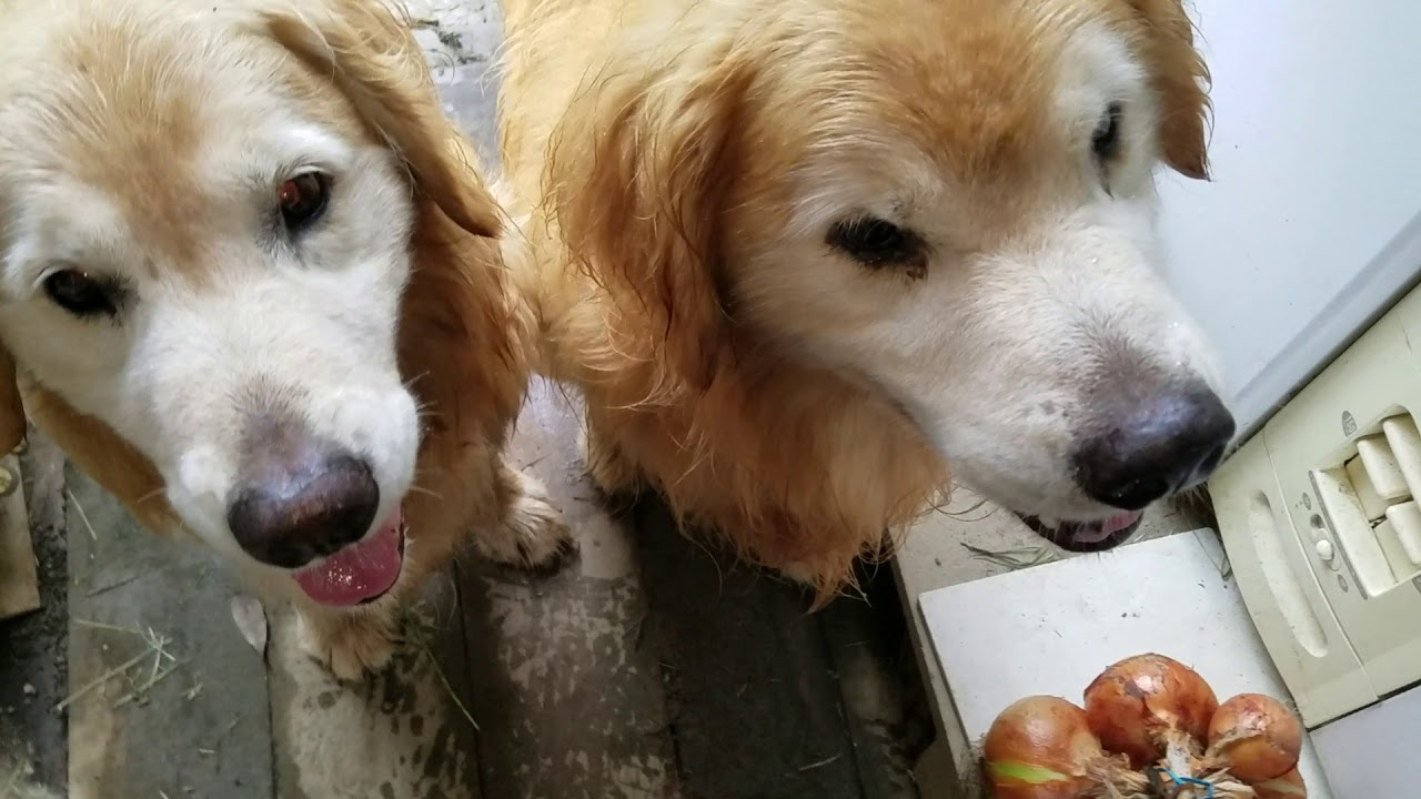 癒し動画 うさぎ 昼に遊べないので魚肉ソーセージを喜ぶゴールデンレトリバー