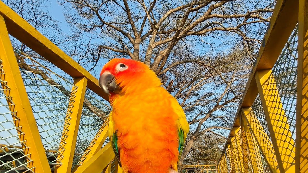 初一走春［2026/2/17依呀日常］ #紀錄的美好 #依呀日常 #金太陽 