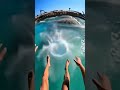 Waterslide into pool full of giant fish #funny #memes