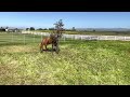 Caballos de carreras potrillo