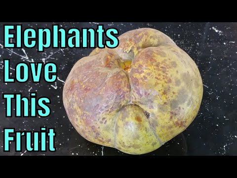 Video: Elephant Apple