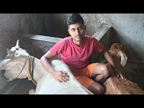 Gau Mata is live