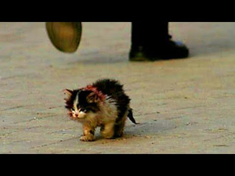 Every One Was Told Not To Touch This Cat But Then One Man Did not Listen