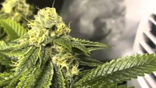 Cannabis Indoor 2015 Week 6 Music Video!