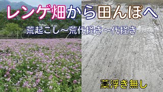 れんげ畑 mqdefault.jpg