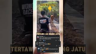 Ini yang Salah Orangnya apa Sapinya #kucinglucu #funny #cat #cats #shorts