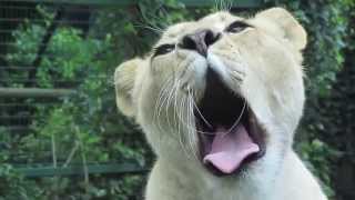 Wild White lions by Yvonne G Witter 1,269 views 11 years ago 4 minutes, 20 seconds