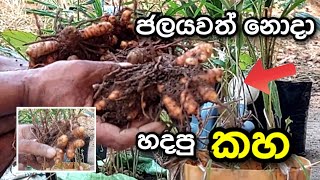 turmeric cultivation | කහ වඟාව | kaha wagawa sinhala | turmeric cultivation in sri lanka