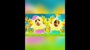 THE LAZY SONG . A Parody . Starring Bruno Mars , Dali & Claude the cats