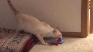 Video of adoptable pet named Victor