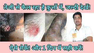 Dog skin problem homemade remedy/ dog ke charm rog skin problem.