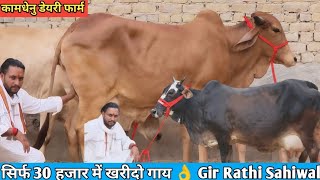 कामधेनु डेयरी फार्म की सबसे टॉप 6 Sahiwal Rathi Gir (Jersey Cross Sahiwal) Cow For Sale 👌 Dairy Farm