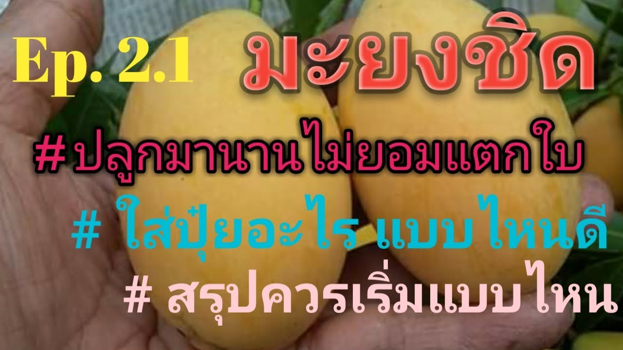 มะยงชิดไม่ยอมแตกใบ..ดูแลอย่างไรมาคุยกัน