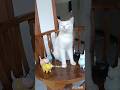 𝚏𝚞𝚗𝚗𝚢𝙲𝚊𝚝 #shortvideo #cat #kucingbelangtiga #kucinglucubandung #catlovers #cute #kucinganggora