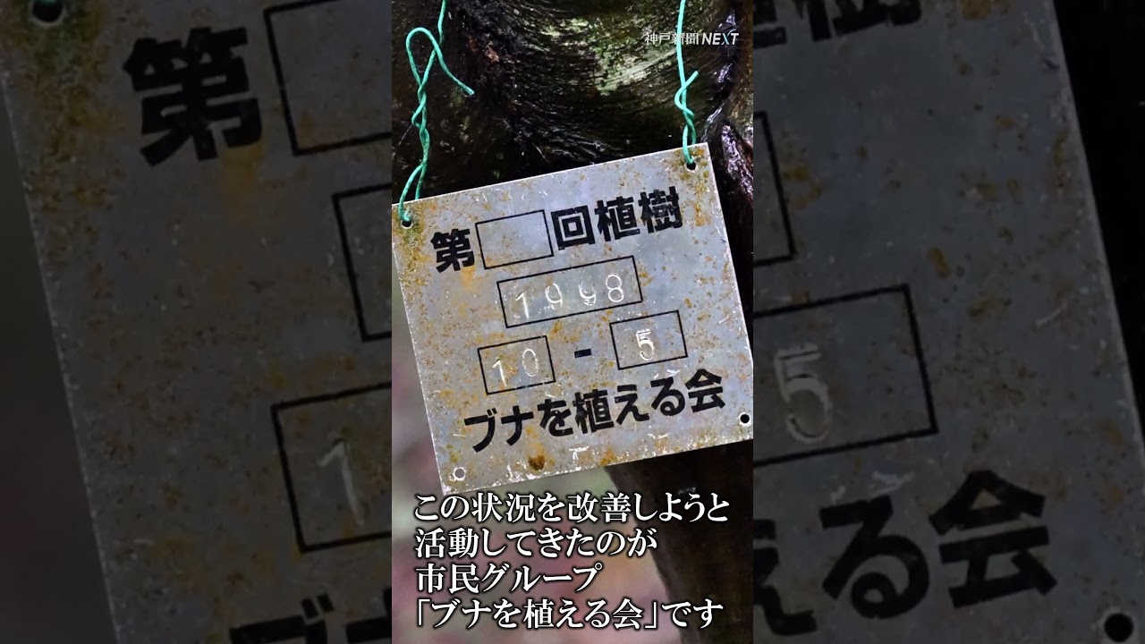 #六甲山の#ブナ　世代交代ピンチ？　#温暖化　#新緑　#神戸新聞　#神戸　https://www.kobe-np.co.jp/news/richb/202606/0020468635.shtml