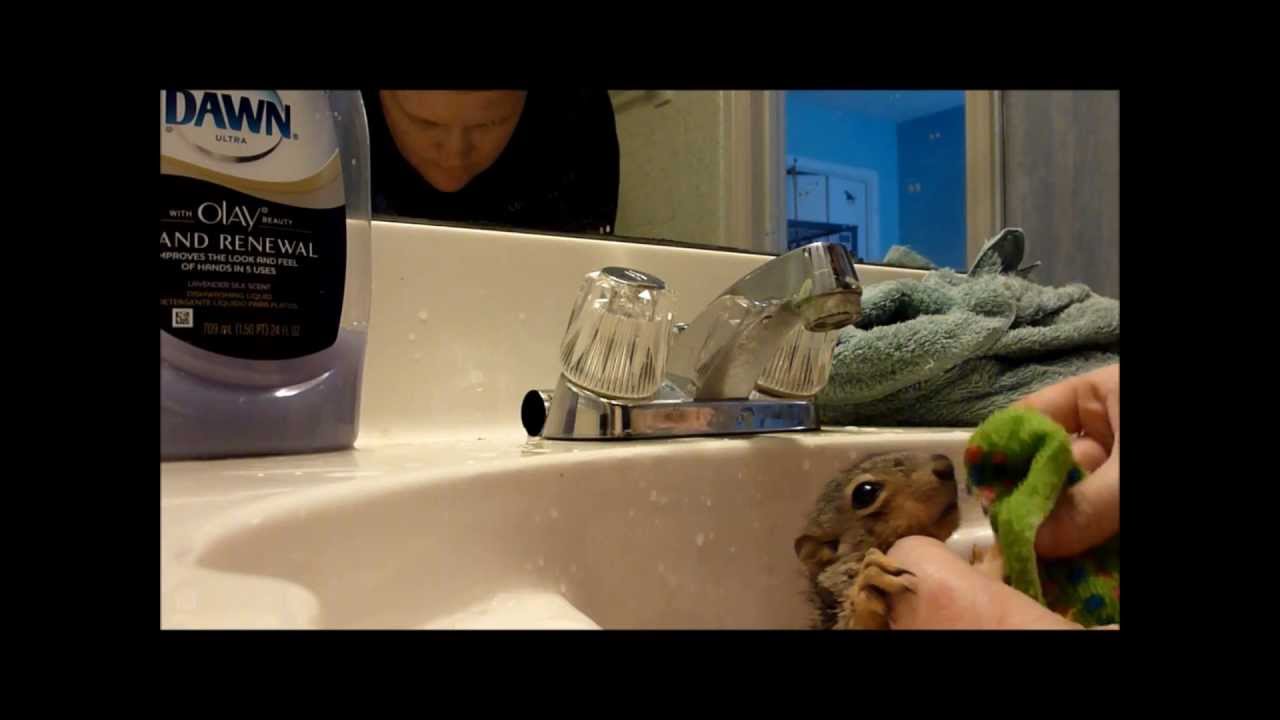 Baby squirrels get baths YouTube
