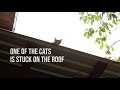 A kitten got stuck on the roof