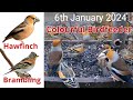 Hawfinches bramblings goldfinch greenfinch robin  snorkel boar bird feeder in hungary 