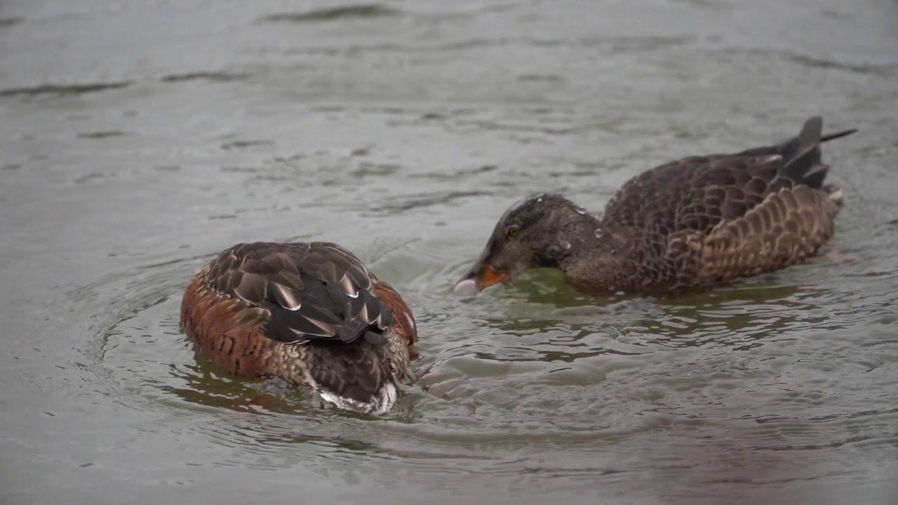 Mestolone Femmina Youtube