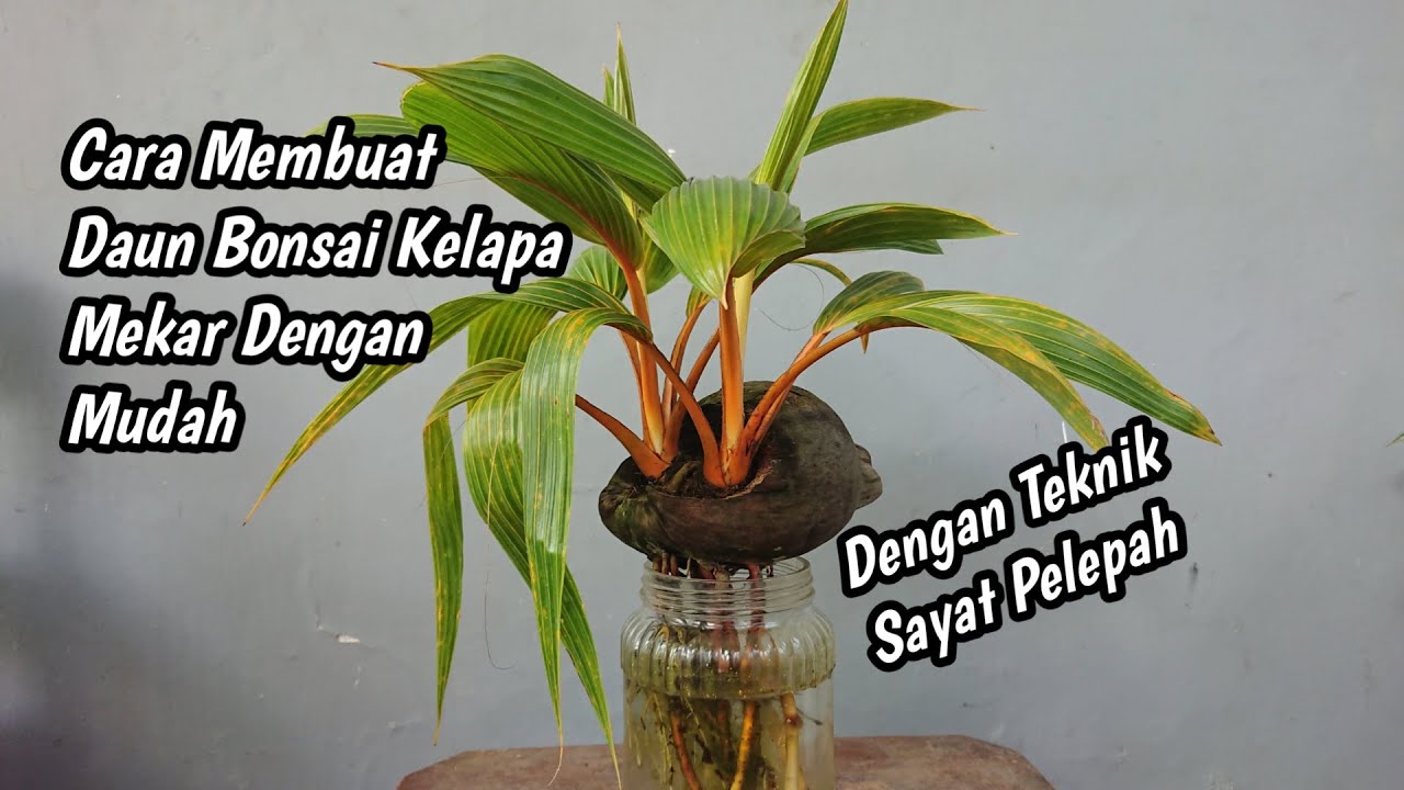 CARA MUDAH MEMBUAT DAUN  BONSAI KELAPA  MEKAR DENGAN TEKNIK  