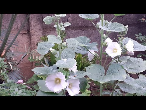 Vídeo: Cultivo De Malva A Partir De Sementes (16 Fotos): Quando Plantar? Como São As Sementes E Como Coletá-las Para As Mudas?