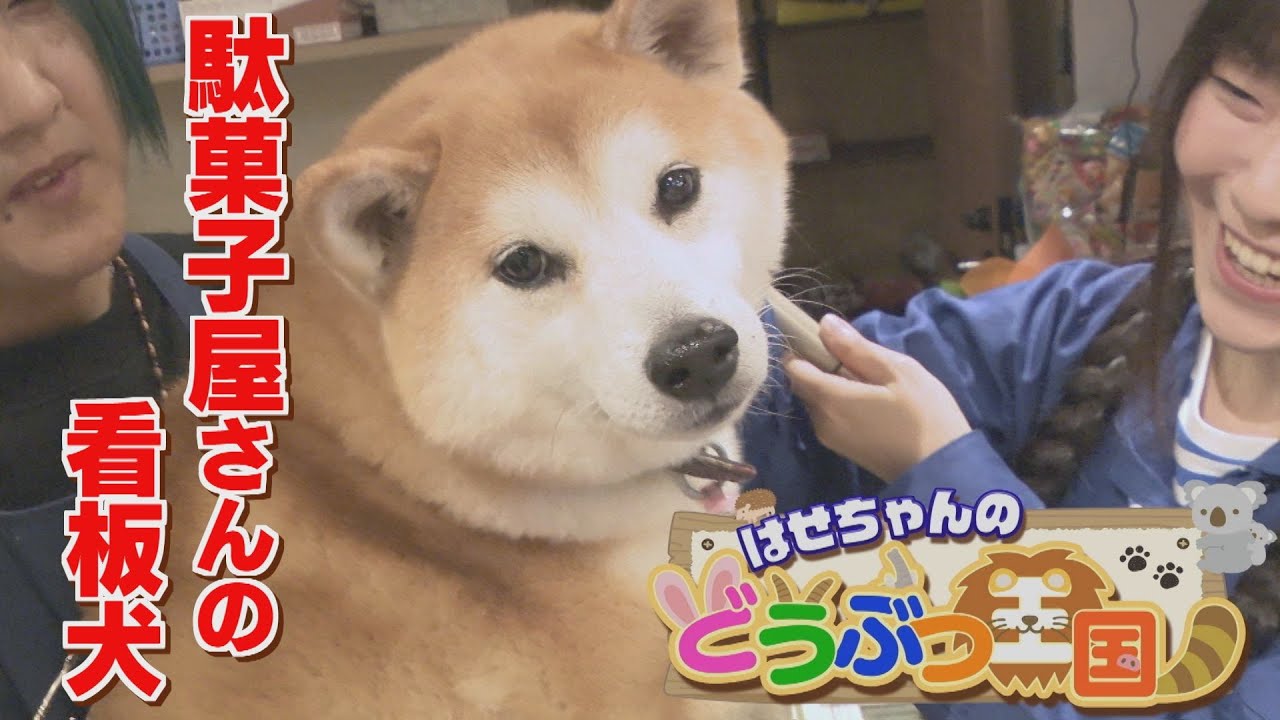 Godical!] Hase-chan's Animal Kingdom: A dog with an overly strong