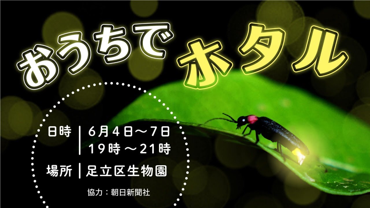 Live おうちでホタル 足立区生物園 ６月４日 Youtube
