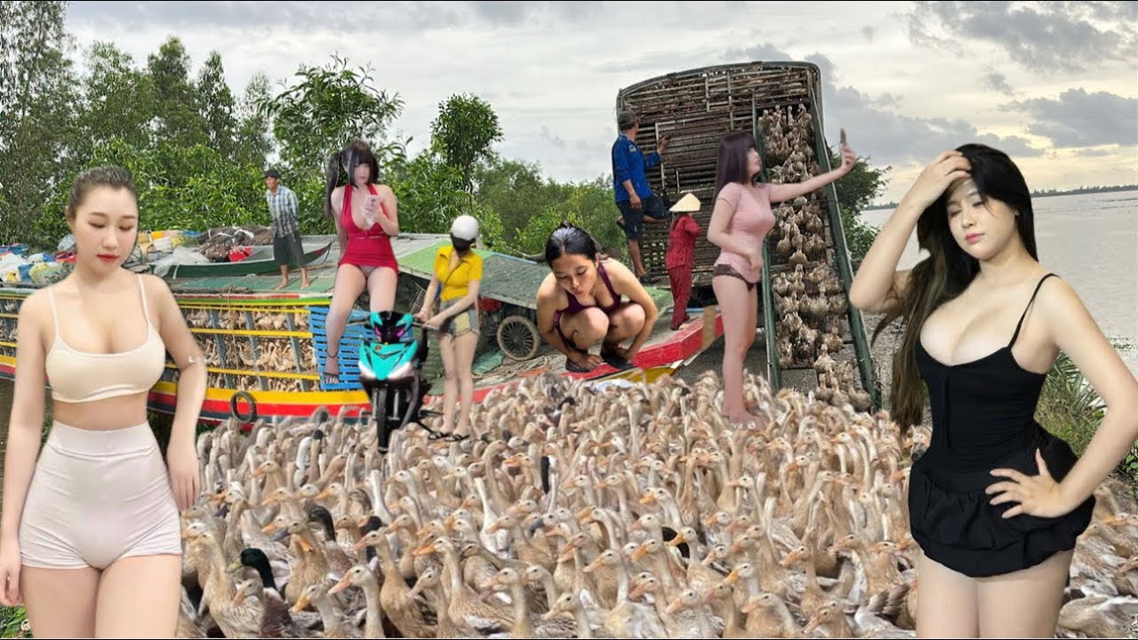 The journey to reunite all the free-range ducks, over 20,000 of them.